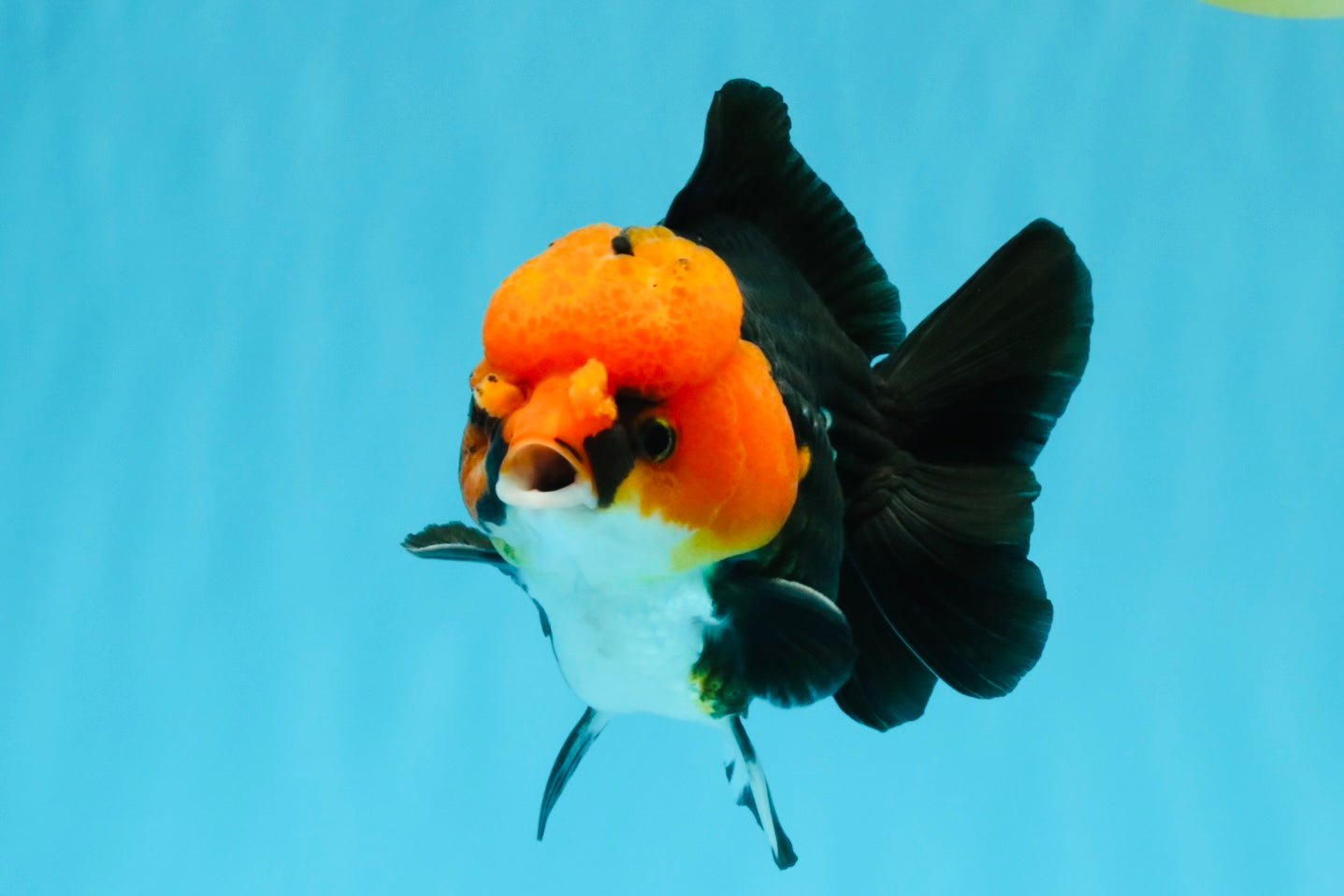 Pompom Tricolor Yuanbao Male 4.5 inches #040326YB_03