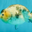 Chinese Milk Cow Ranchu Female 5.5-6 inches #031326RC_13