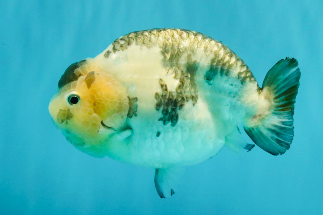 Chinese Milk Cow Ranchu Female 5.5-6 inches #031326RC_13