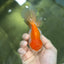 A Grade Chubby Orange White Oranda Female 4.5 inches #010325OR_07