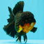 CHUNKY AAA Grade Godzilla Apache Oranda Male 6.5 inches #031326OR_02