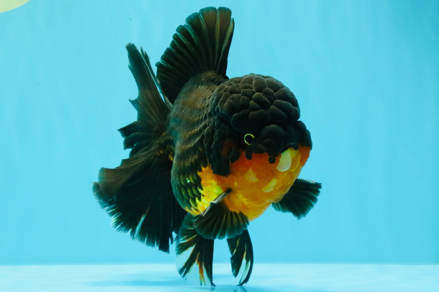 CHUNKY AAA Grade Godzilla Apache Oranda Male 6.5 inches #031326OR_02