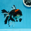 AAA Grade Tricolor Oranda Male 5 inches #0830OR_11