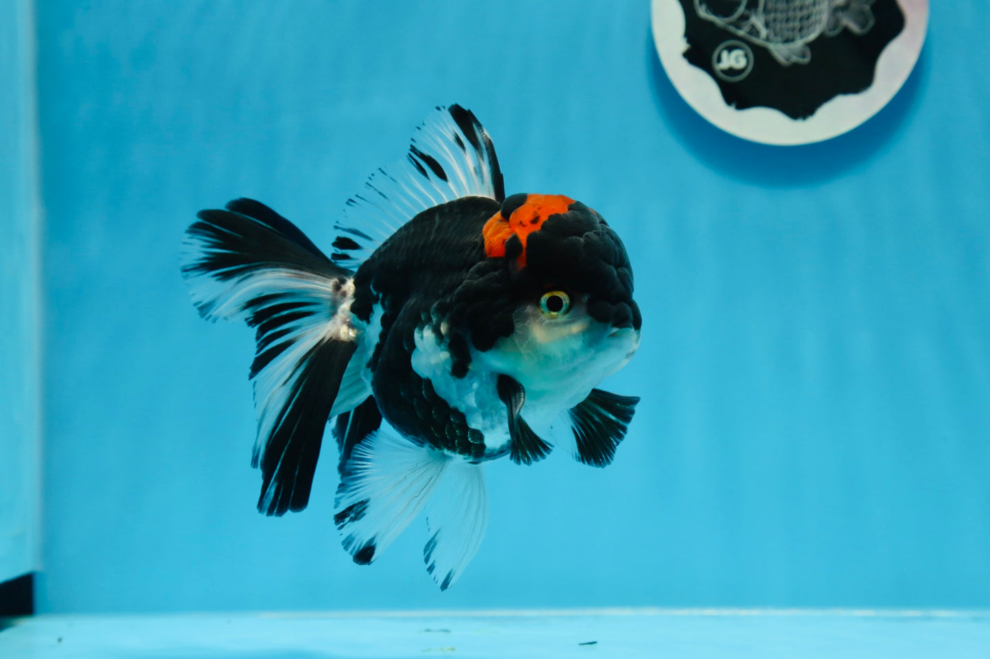 AAA Grade Tricolor Oranda Male 5 inches #0830OR_11