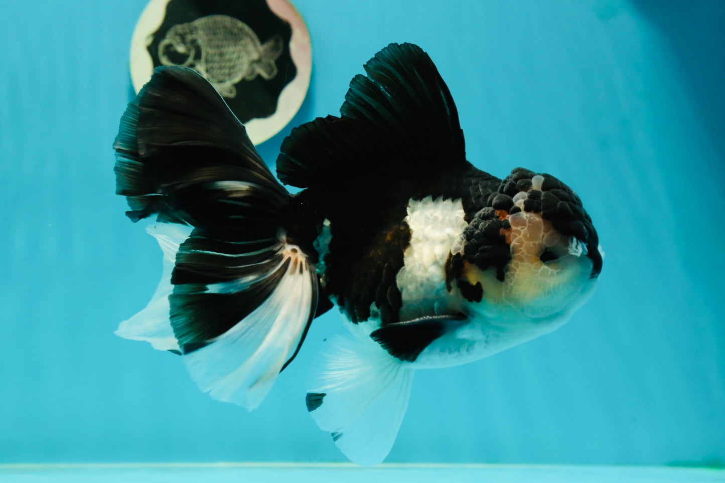 AAA Grade Panda Oranda Male 6.5 inches #110824OR_08