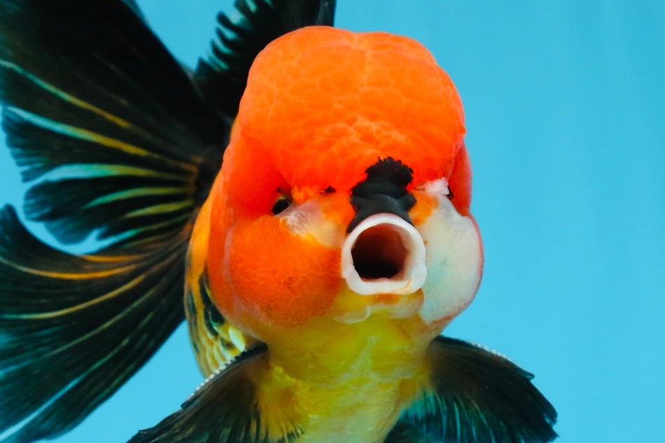 A Grade SUPER CUTE Apache Oranda Male 5.5 inches #072525OR_11