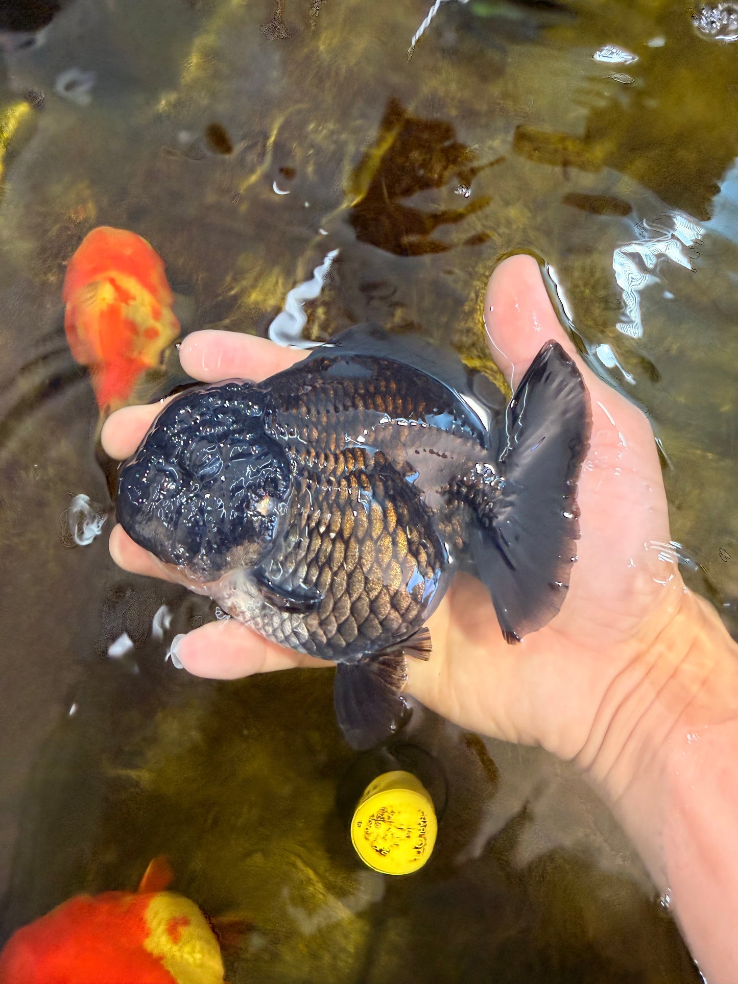 AAA Grade Godzilla Black Yuanbao Female 5 inches #101025YB_22