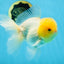 A Grade LIPSTICK Lemonhead Oranda Male 5-5.5  inches #082225OR_17