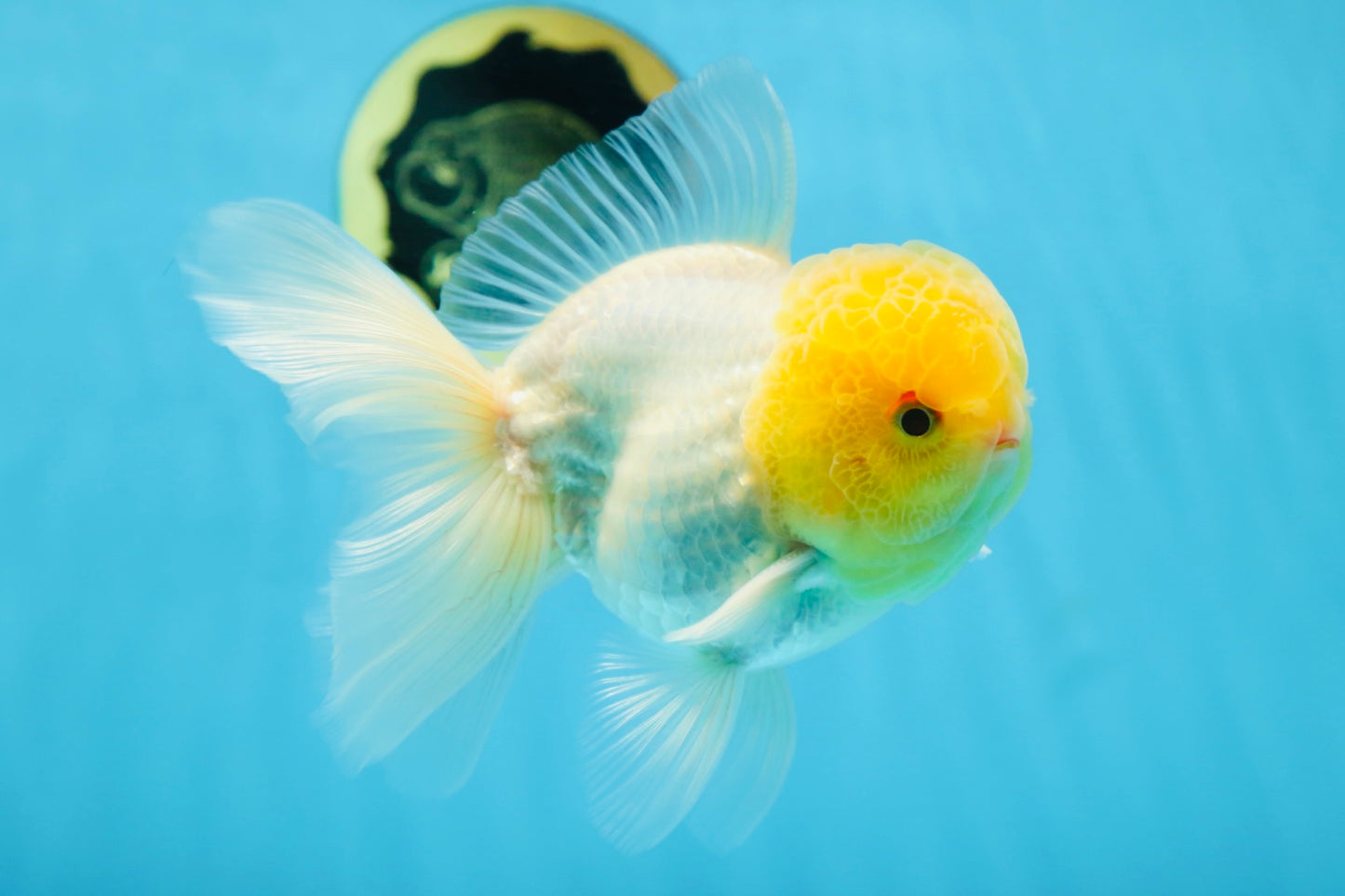 A Grade LIPSTICK Lemonhead Oranda Male 5-5.5  inches #082225OR_17