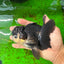 A Grade Panda Oranda Female 5  inches #0927OR_27