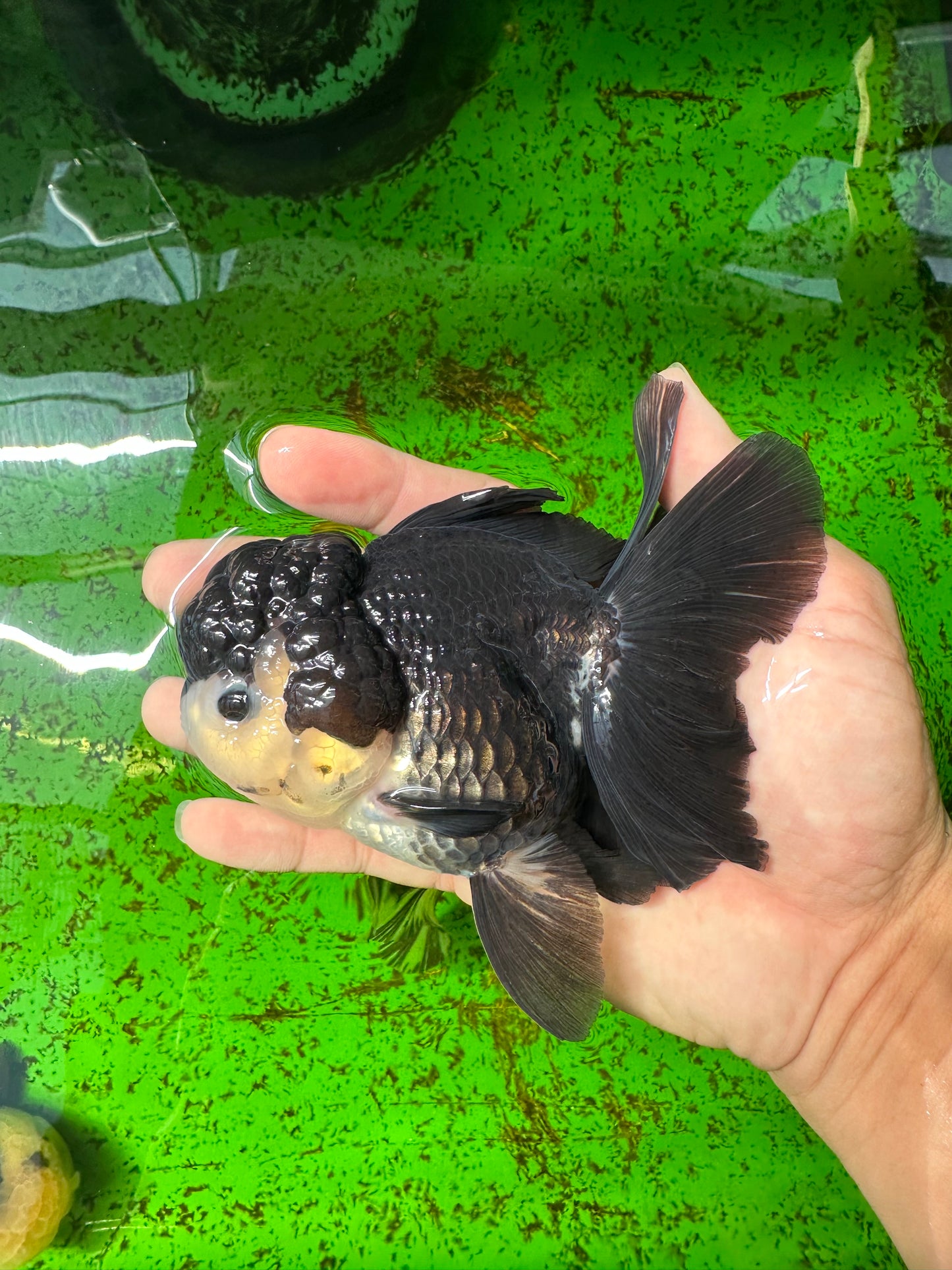 A Grade Panda Oranda Female 5  inches #0927OR_27