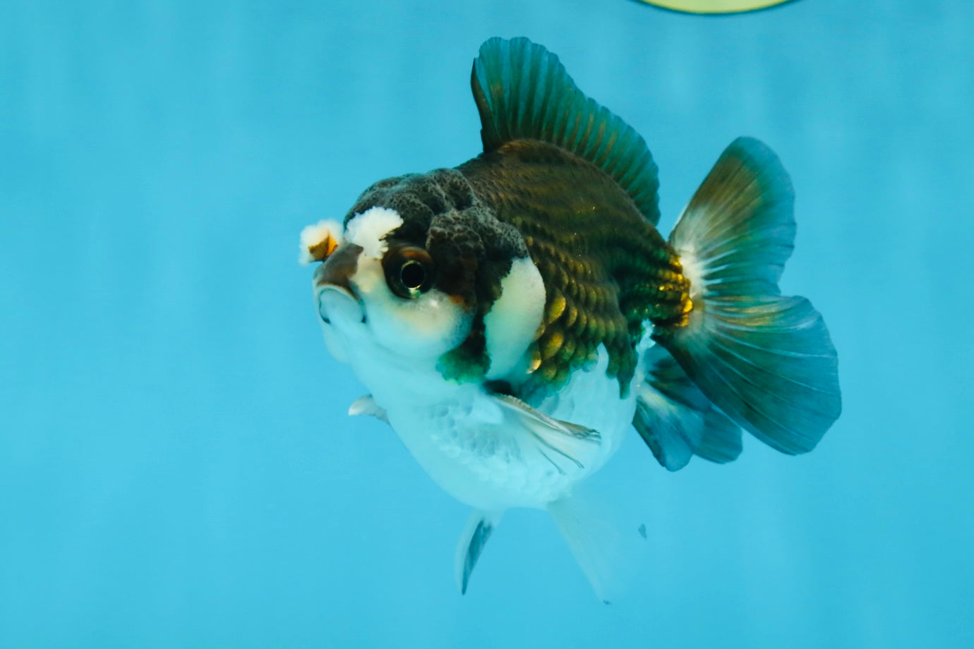 Pompom Panda Yuanbao Male 4 inches #052325YB_28