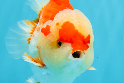 CHUBBY AAA Grade Red White Yuanbao Male 6 inches #040326YB_01