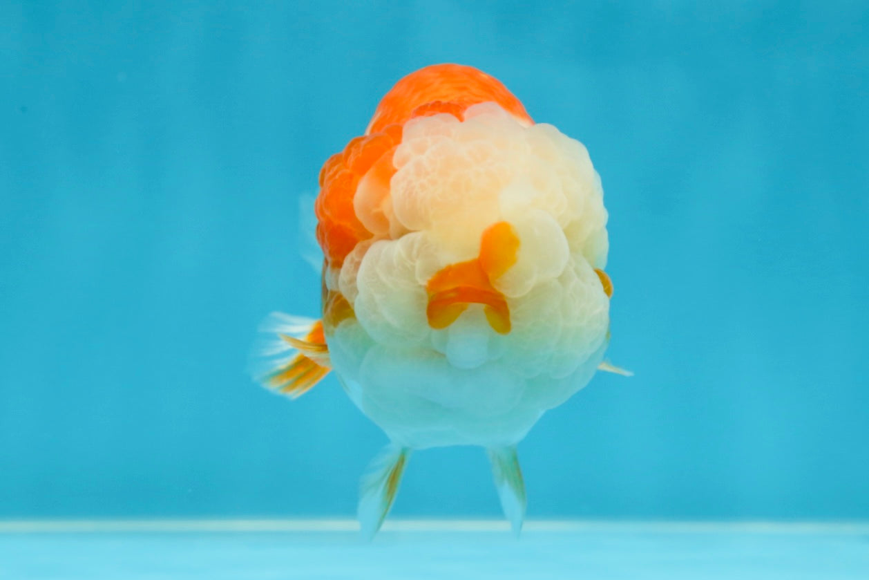 Special A Grade Chonky Kohaku LionQueen 4.5 inches #050225LC_16