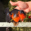 A Grade LAVA Apache Oranda Female 5.5-6 inches #030626OR_28