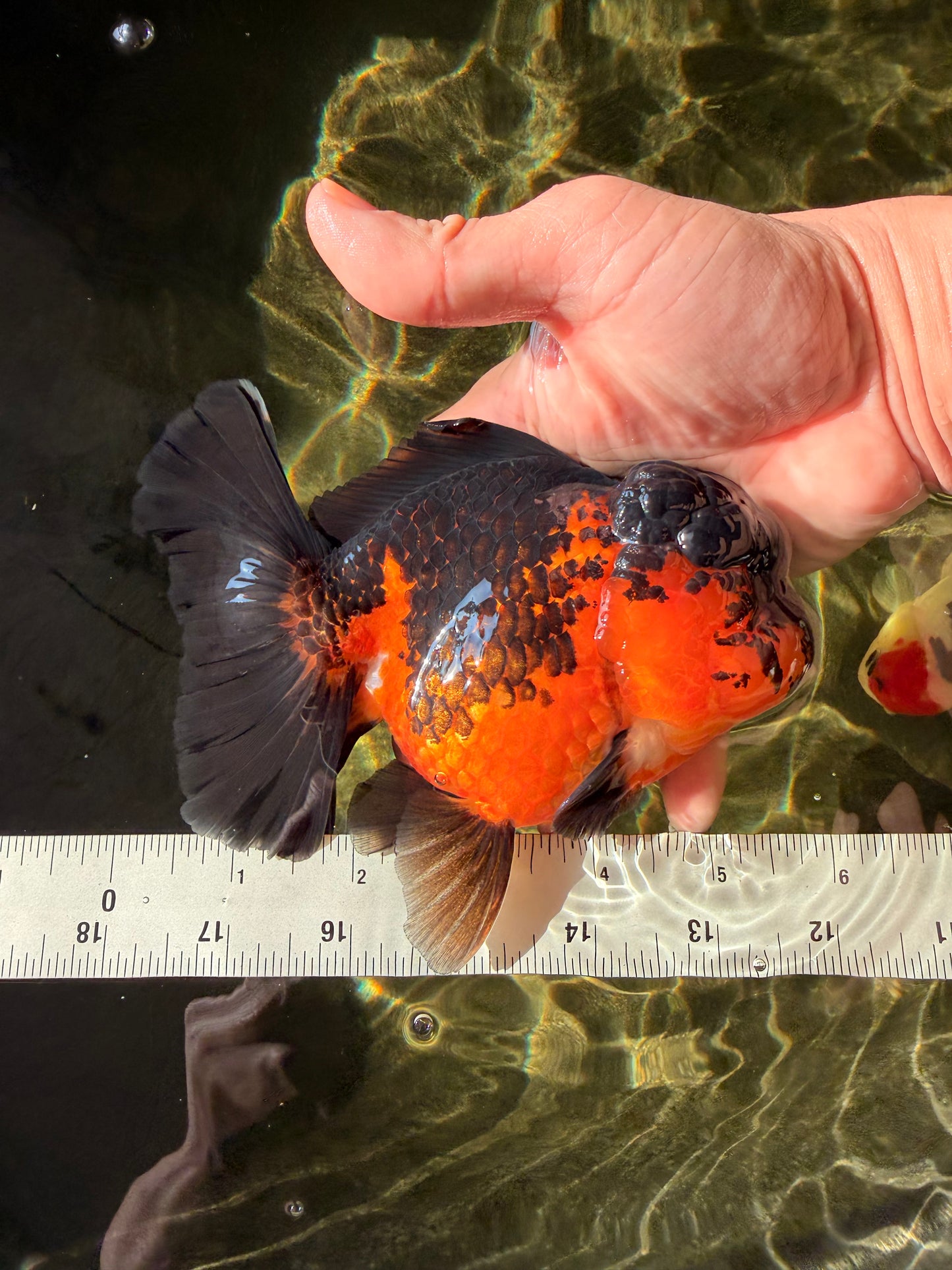 A Grade LAVA Apache Oranda Female 5.5-6 inches #030626OR_28