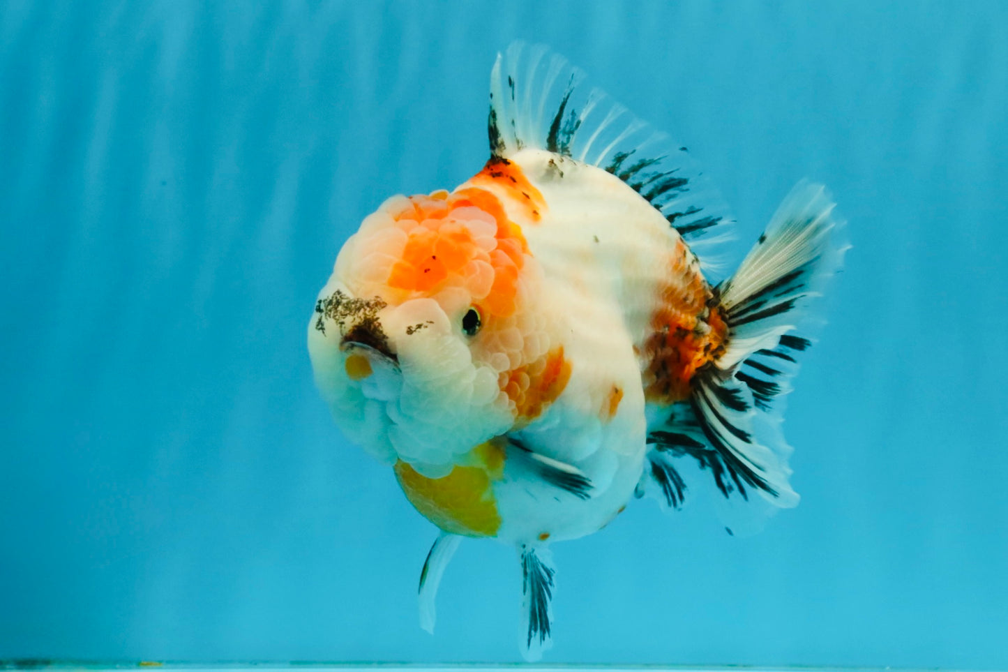 A Grade Sakura Yuanbao Female 5.5 inches #041026YB_24