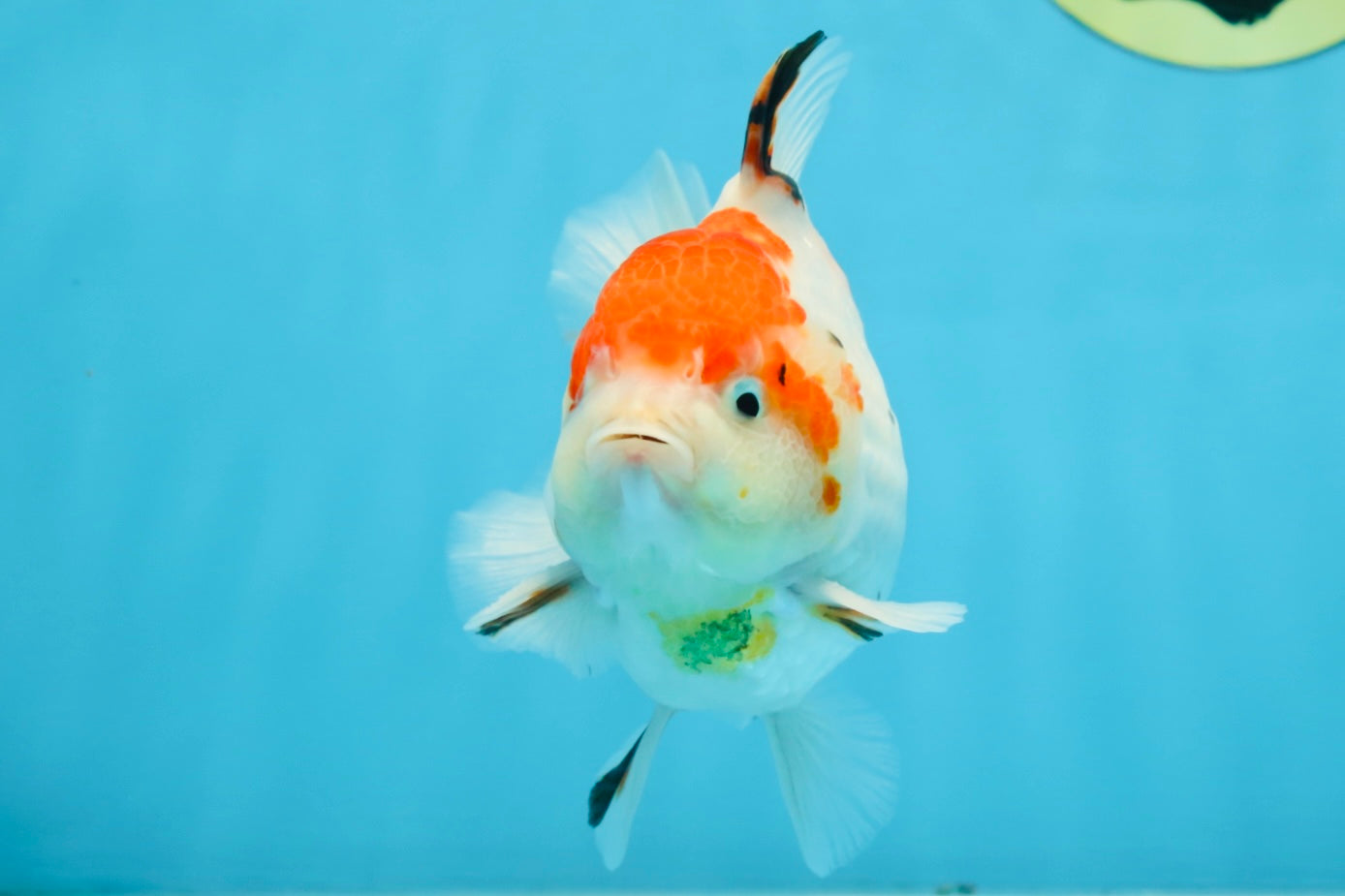 A Grade Sakura Yuanbao Male 4.5 inches #101025YB_25