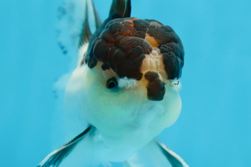 A Grade Panda Oranda Male 5-5.5 inches #080125OR_27