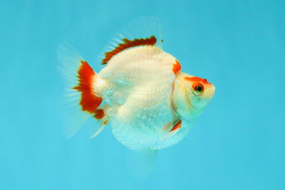 AAA Grade Red White Ryukin Female 4 inches #041726RK_03