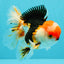 CHARLIE A Grade Tricolor Oranda Male 5.5 inches #032026OR_13