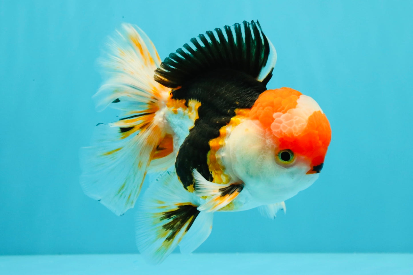 CHARLIE A Grade Tricolor Oranda Male 5.5 inches #032026OR_13