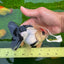 A Grade Tricolor Angry Bird Oranda Female 4.5-5 inches #0726OR_17