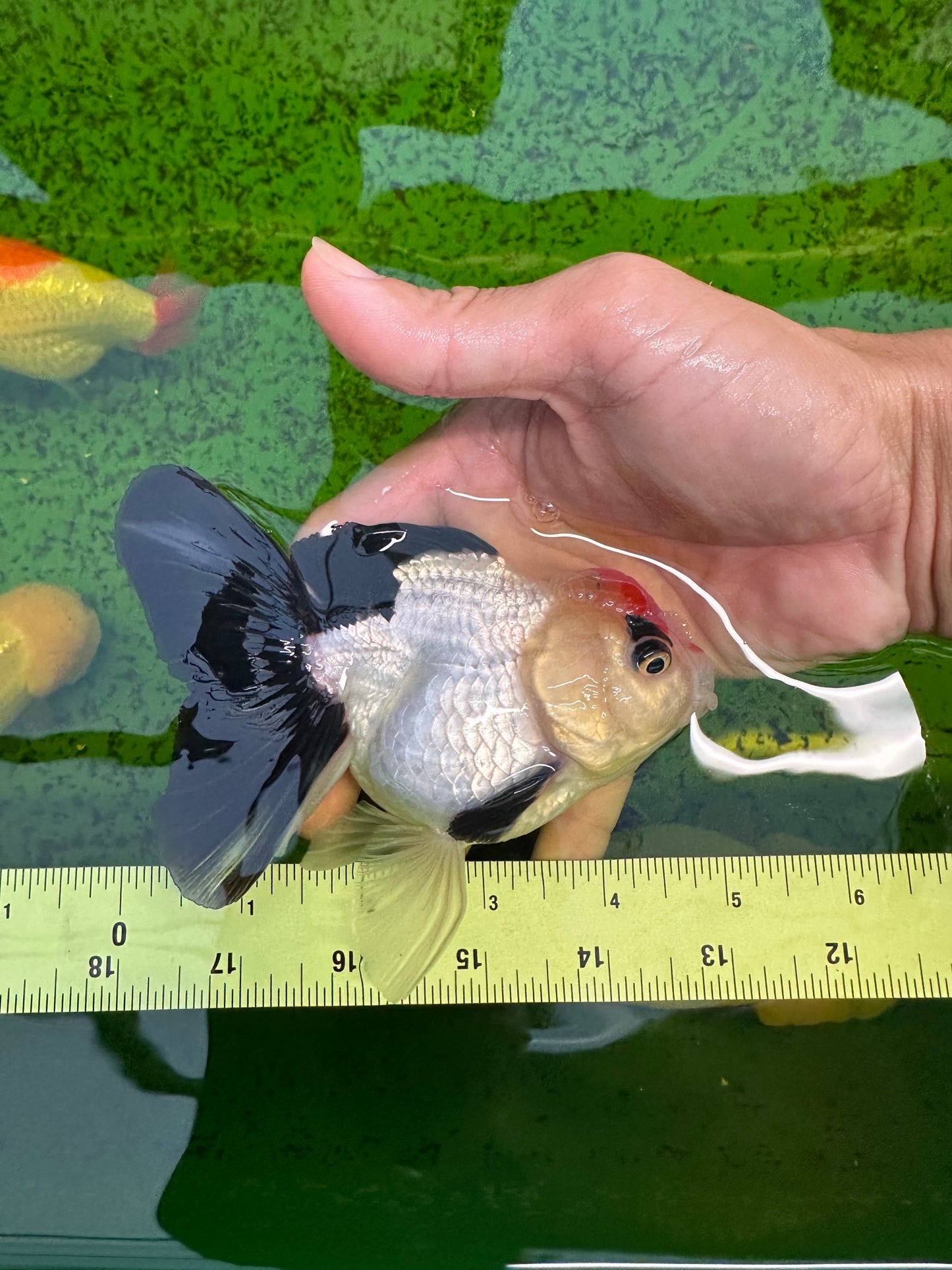 A Grade Tricolor Angry Bird Oranda Female 4.5-5 inches #0726OR_17