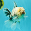 A Grade White Tiger Oranda Male 7 inches #082126OR_15