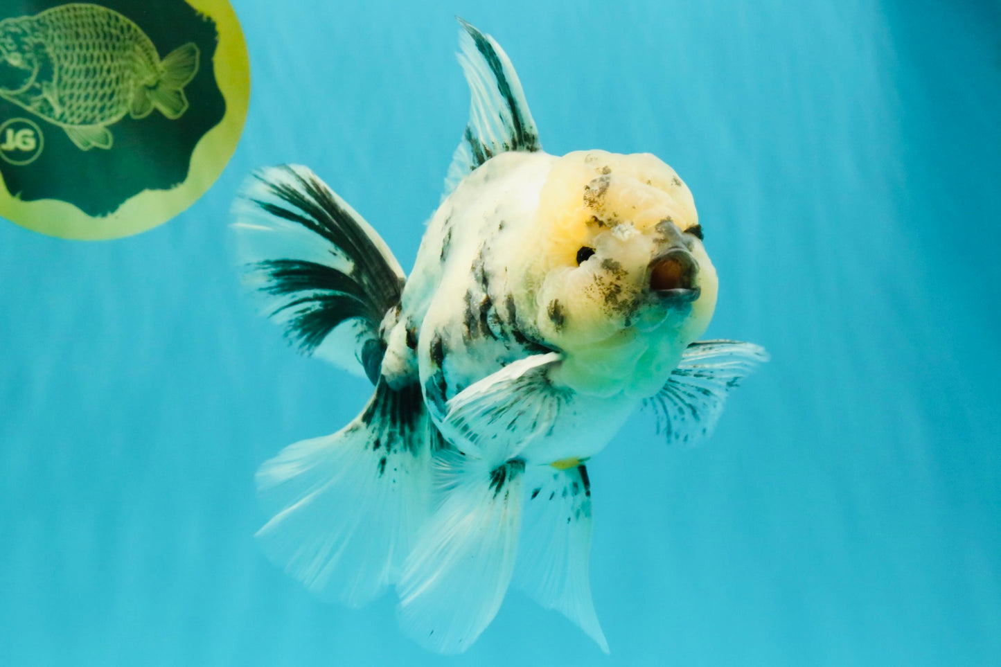 A Grade White Tiger Oranda Male 7 inches #082126OR_15