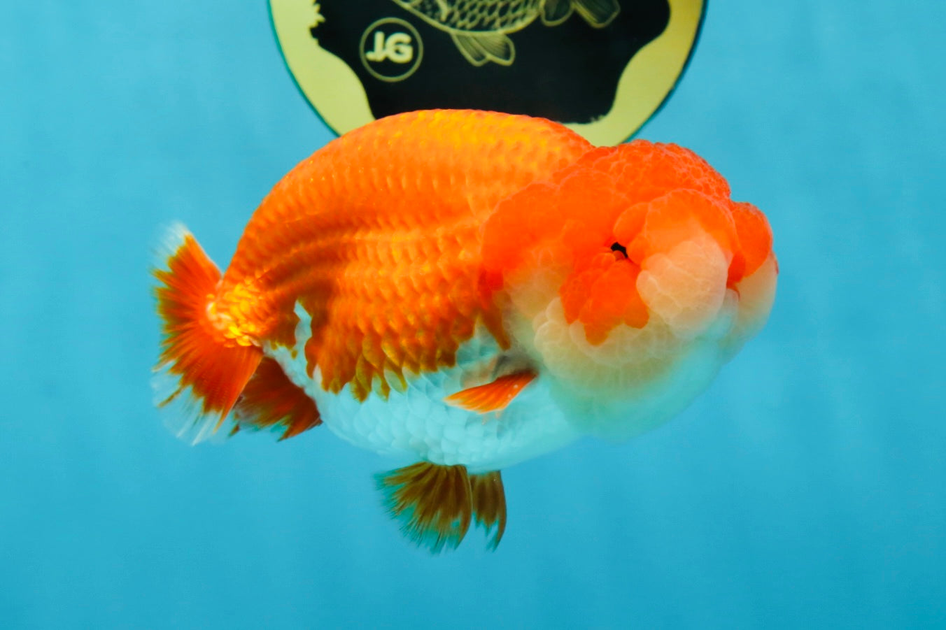 AAA Grade Red White LionKing 4.5 inches #050925LC_11