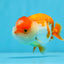 Red White Lionchu Male 3.5-4 inches #0906LC_07