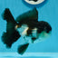 Grado A Panda Oranda Macho 5 pulgadas #0830OR_20