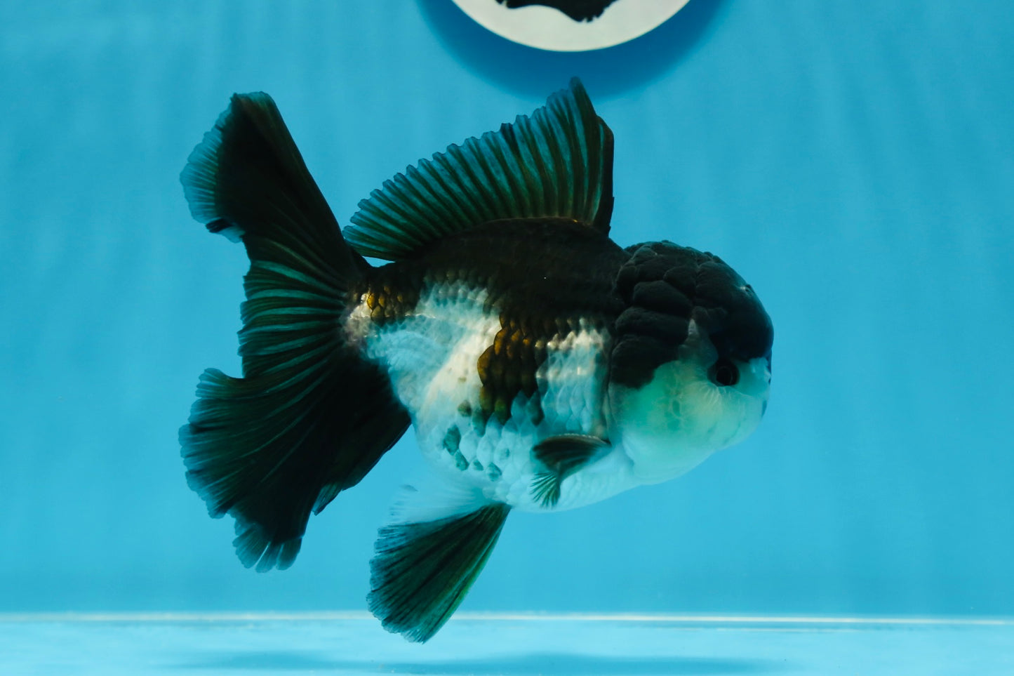 A Grade Panda Oranda Male 5 inches #0830OR_20