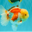 FLUFFY A Grade Red White Oranda Male 6-6.5 inches #071026OR_28