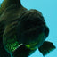 AAA Grade Godzilla Black Copper Oranda Male 7 inches #032026OR_01