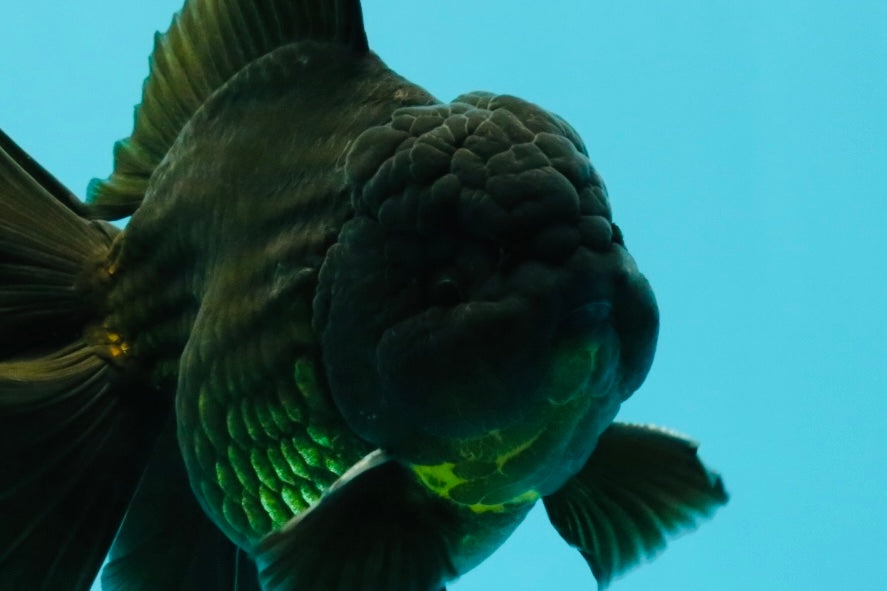 AAA Grade Godzilla Black Copper Oranda Male 7 inches #032026OR_01