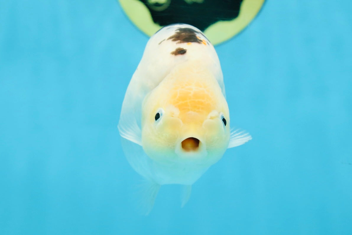 UNIQUE A Grade Chinese Cow Ranchu Female 4.5 inches #102425RC_05