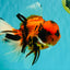 A Grade Broatail Tiger Oranda Male 7.5 inches #100926OR_08