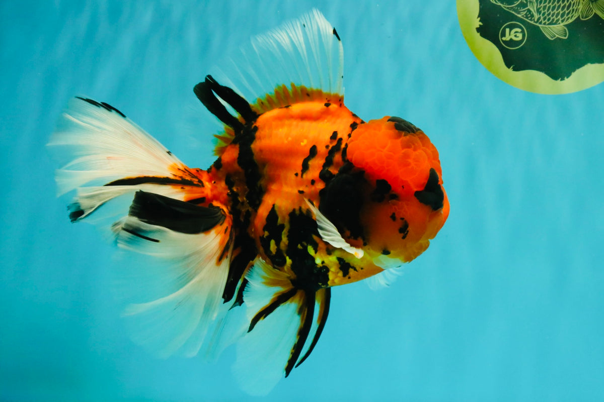A Grade Broatail Tiger Oranda Male 7.5 inches #100926OR_08