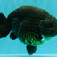 UNIQUE Black Blue Ranchu Male 5.5 inches #100226RC_24