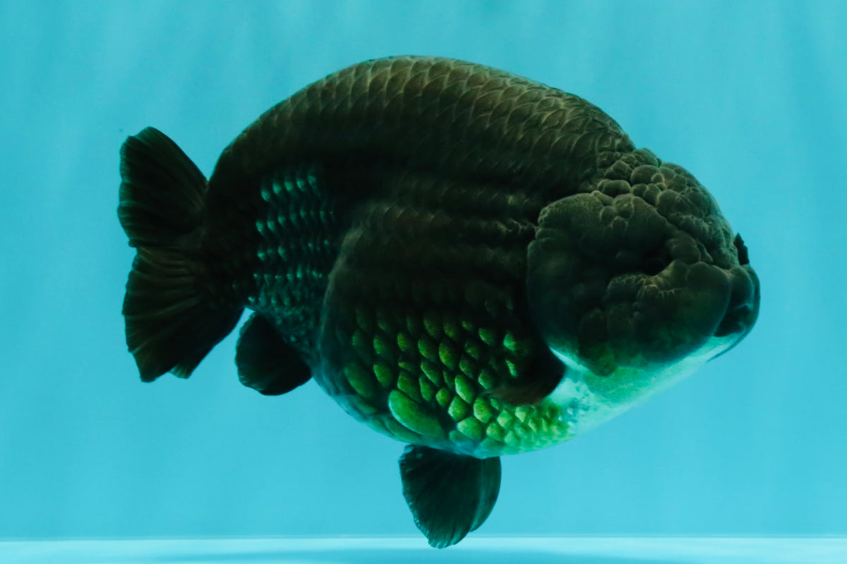 UNIQUE Black Blue Ranchu Male 5.5 inches #100226RC_24