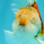 Calico Oranda Male 5-5.5 inches #050126OR_12