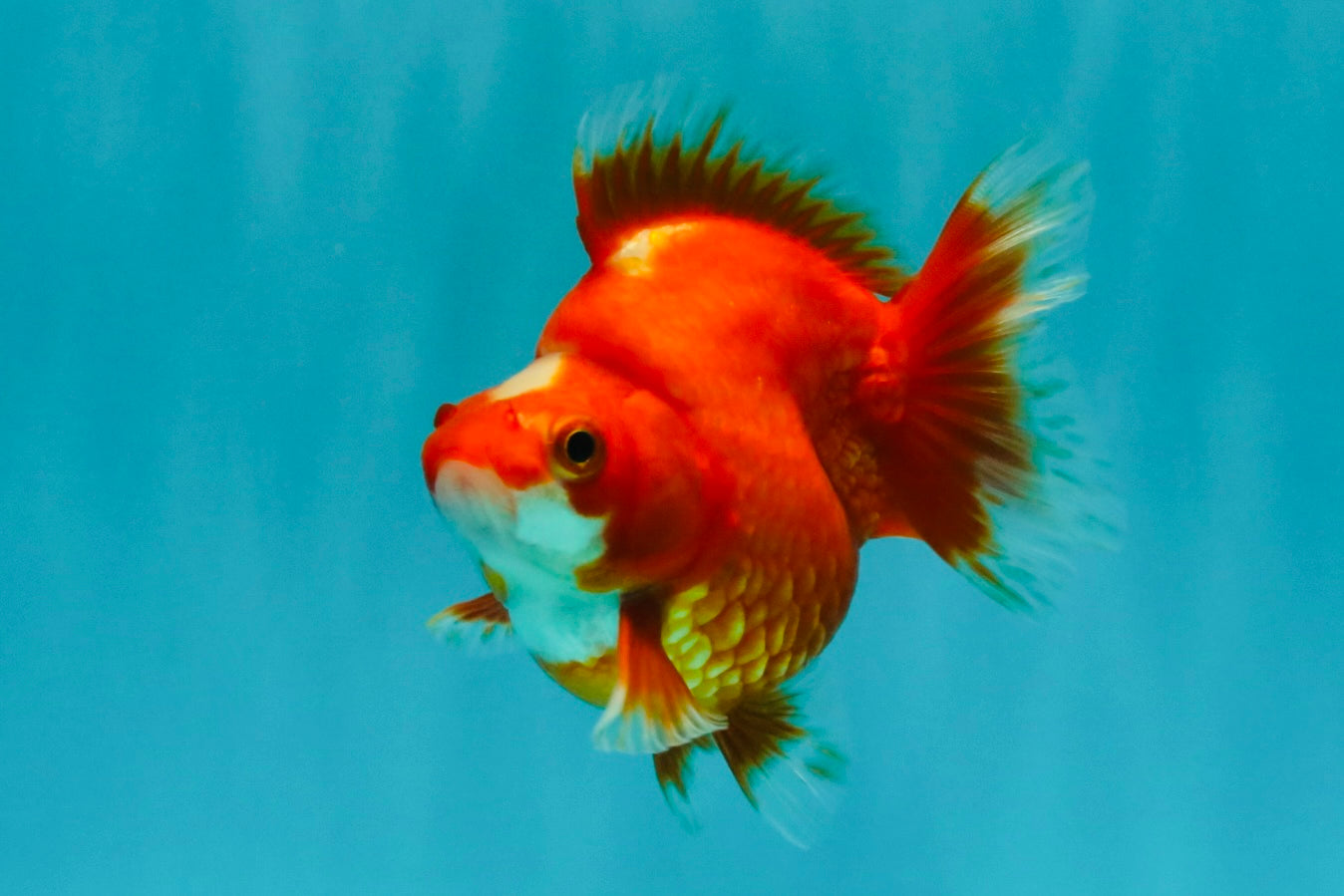 SPECIAL A Grade Jade Head Red White Ryukin Female 4 inches #042426RK_04