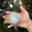 BEAUTY A Grade White Sakura Oranda Male 5.5 inches #050126OR_09