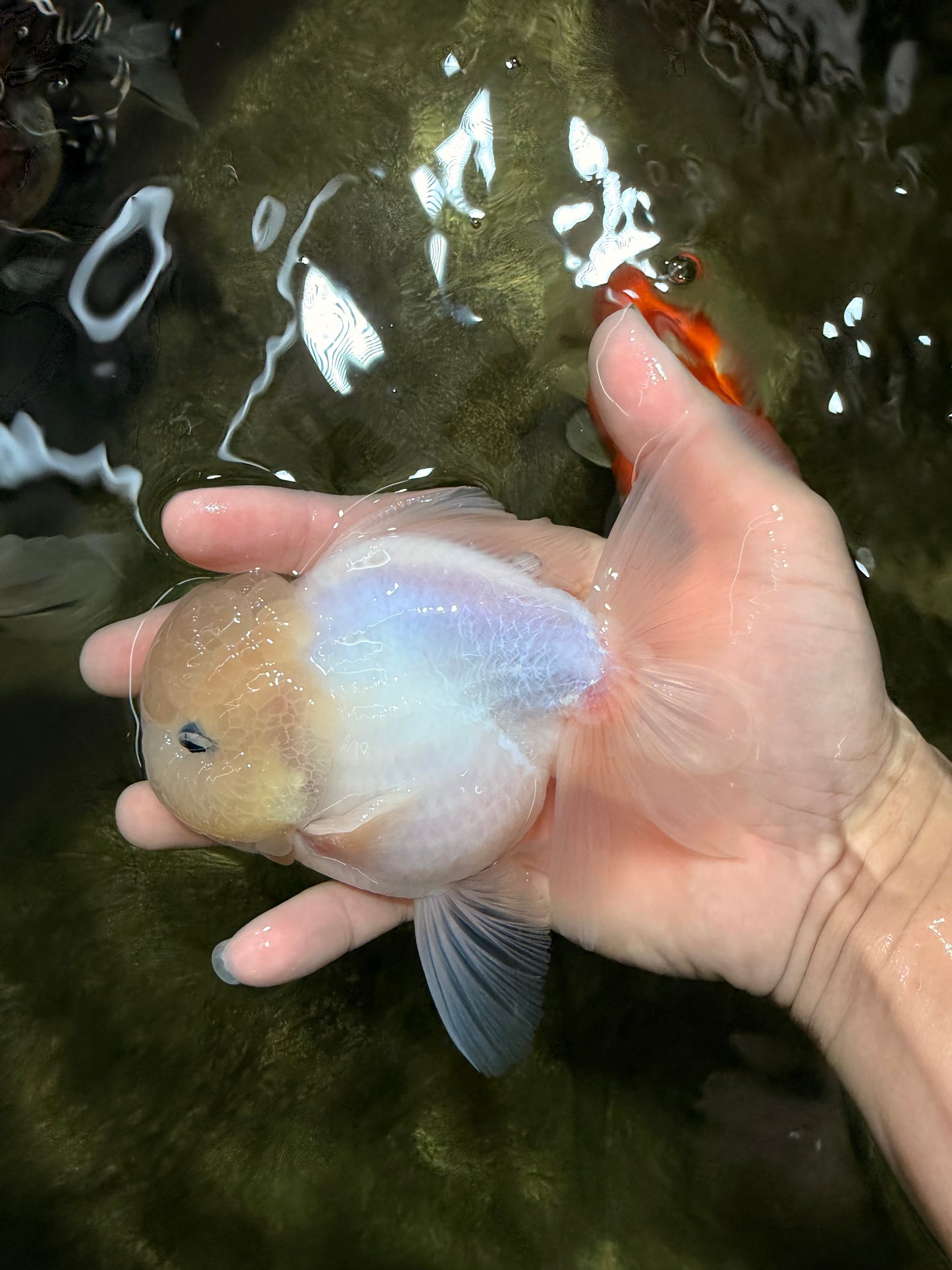 BEAUTY A Grade White Sakura Oranda Male 5.5 inches #050126OR_09