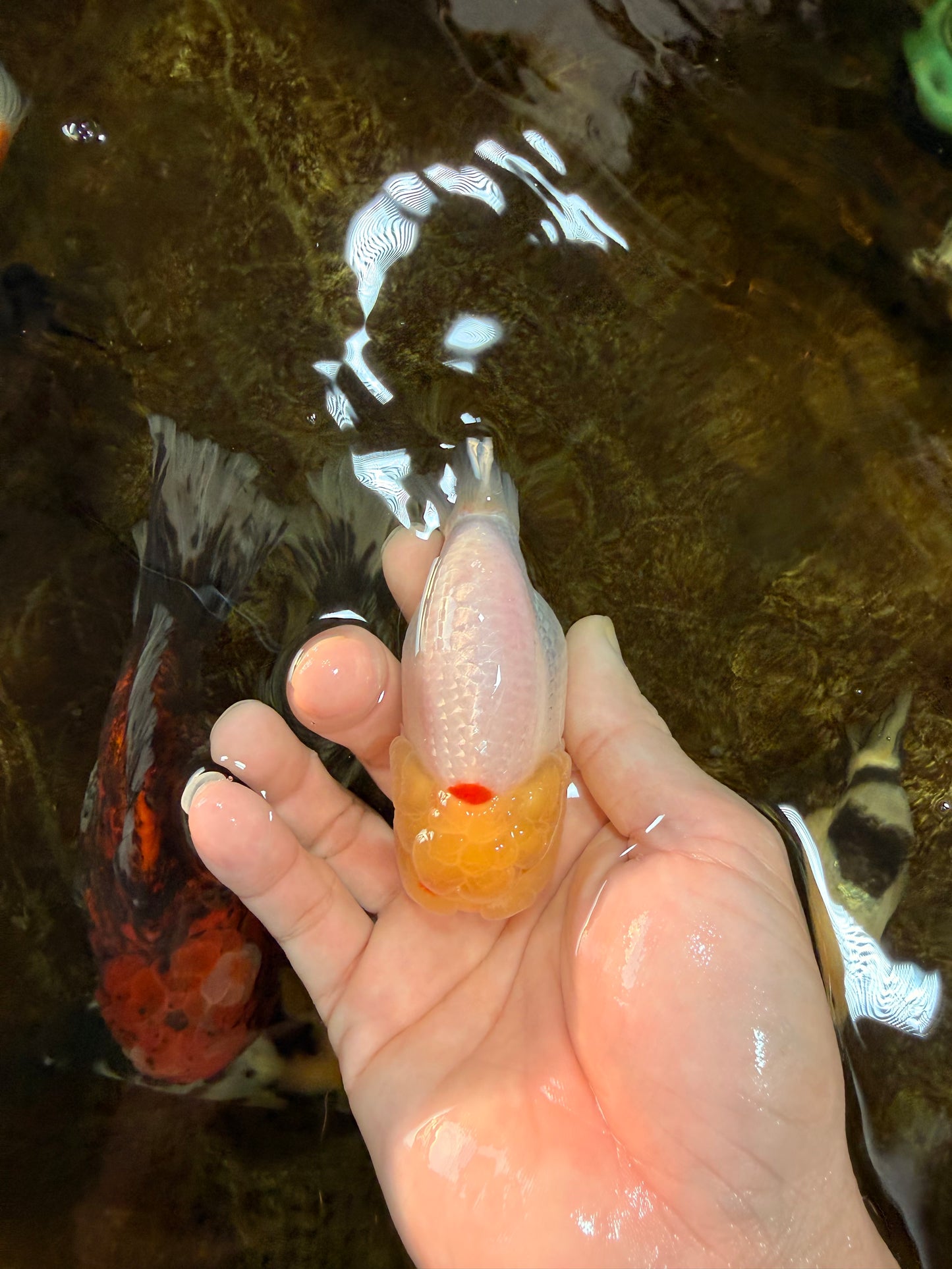 AAA Grade Lemonhead LionQueen 3.5 inches #101725LC_09