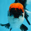 A Grade Tricolor Oranda Male 5-5.5 inches #0830OR_15