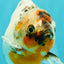 A Grade Marble Yuanbao Male 5 inches #091826YB_09