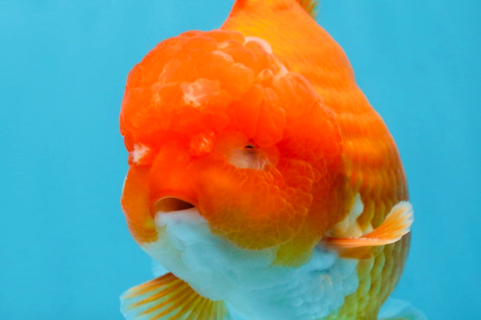 SHOW GRADE Godzilla Red White Yuanbao Male 5-5.5 inches #101725YB_999